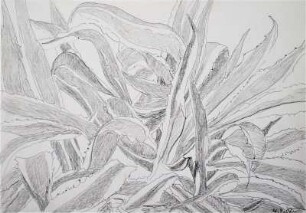 Agave-Carces