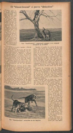 El "blood-hound" ó perro "detective"