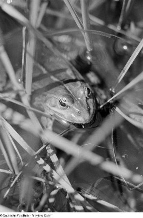 Frosch in einem Tümpel