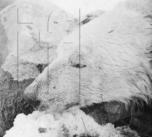 Duvefjord : Kopf eines erlegten Eisbären