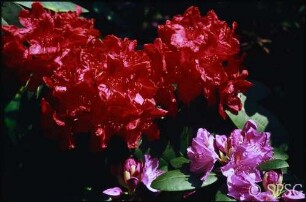 Potsdam, Park Sanssouci, Sträucher und Klettergehölze, Blüte.