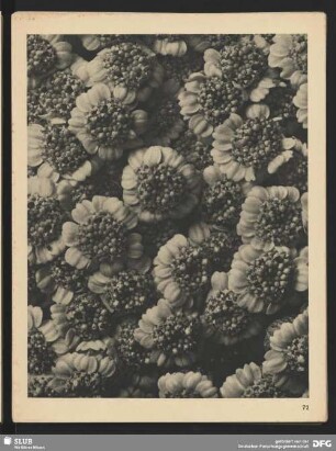 Chrysanthemum macrophyllum - Großblätterige Wucherblume - Teil einer Blütendolde (10mal vergrößert)