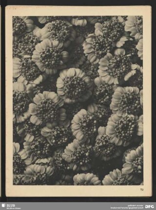 Chrysanthemum macrophyllum - Großblätterige Wucherblume - Teil einer Blütendolde (10mal vergrößert)