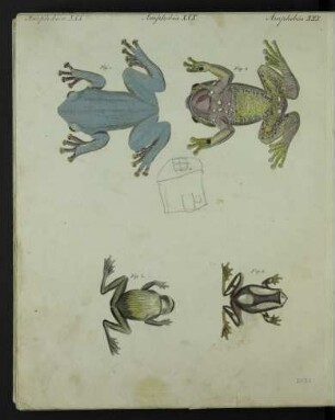 Tafel: Amphibien XXX. [...]