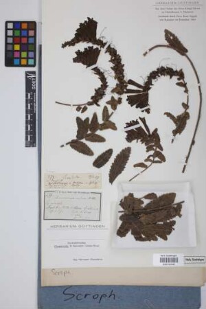 Lamourouxia viscosa Kunth