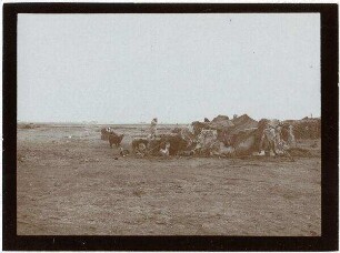 Beduinenlager bei suwes [suez]