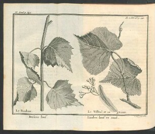 Tafel: Berken-loof. Linden-loof en zaad. [...]