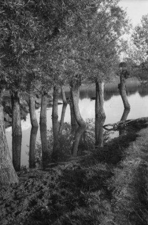 Rom, Kreis Parchim: Weiden am "Tiber"