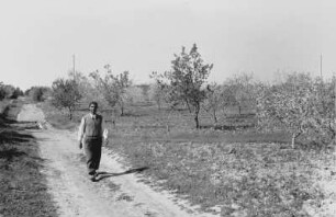 Die Obstgärten eines Kolonisten : Mann inmitten einer Obstplantage