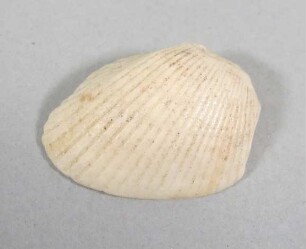 Muschelschale