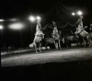 Petoletti-Dresseur - Circus Williams, ohne Ortsangabe, 1959