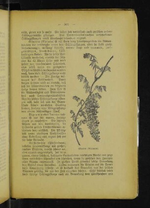 Glycine (Wistaria).