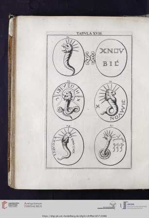 Capvt XI: Tabvla XVIII. XIX. XX. XXI.
