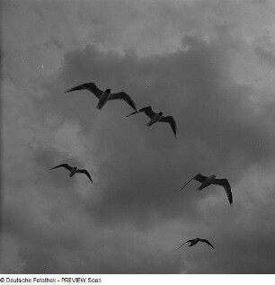 Möwen bei Hiddensee, Flugbild