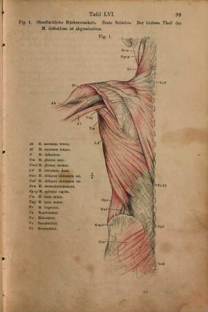 Anatomischer Hand-Atlas : zum Gebrauch im Secirsaal. 3, Muskeln