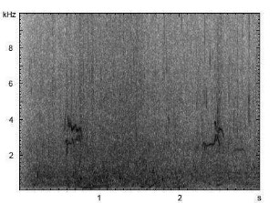 Knutt | Calidris canutus - Ruf