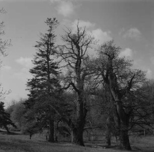 Putbus. Schloßpark