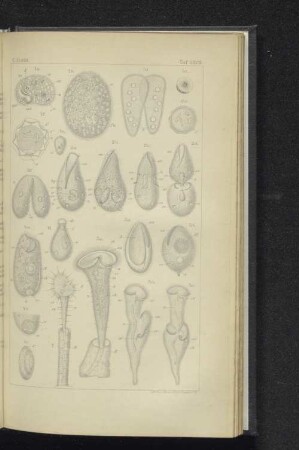 Taf. LXVIII