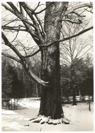 Rotbuche (Fagus sylvatica) in der Dresdener Heide im Winter. "Schöne Buche", Stamm