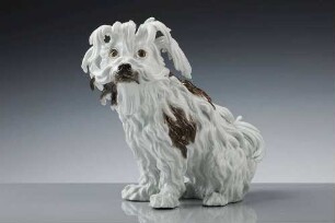 Bologneser Hund, sitzend