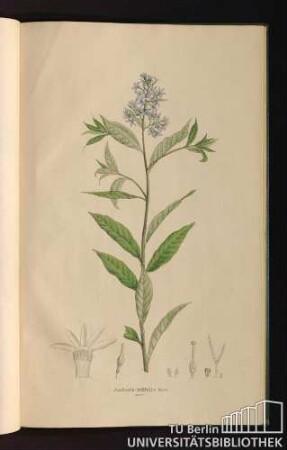 Tab. 90. Amfonia latifolia Mich.