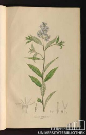 Tab. 90. Amfonia latifolia Mich.