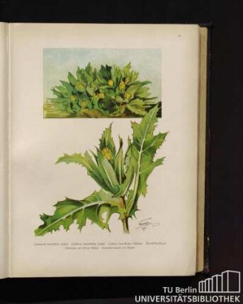 Centaurea benedicta Linné. Cardnus benedictus Linné. Cnicus benedictus Gärtner. Benediktenkraut.