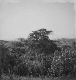Vegetation : Vegetation am Rande eines Baches auf der Plantage Strobel