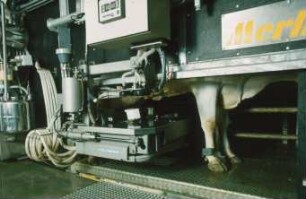 Fotografie: Melktechnik, Automatisches Melksystem (AMS)