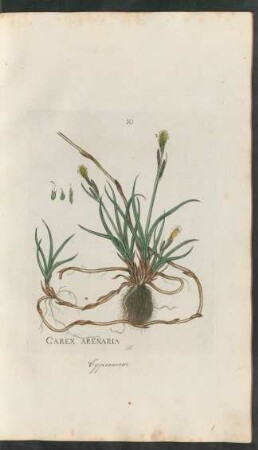 50. Carex arenaria