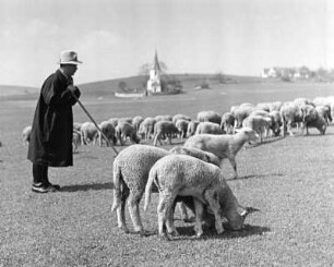 Schäfer mit Herde. Im Hintergrund Kirche von Hörlbach