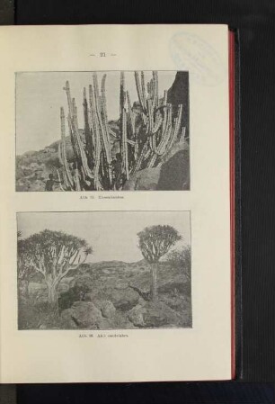 Abb. 13. Aloe candelabra.