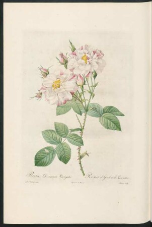 Rosa Damascena Variegata. Rosier d'Yorck et de Lancastre. Bessin sculp.