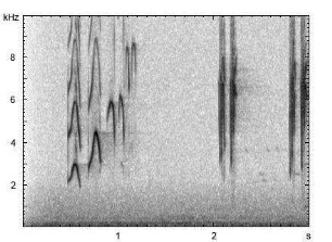 Singdrossel | Turdus philomelos - Gesang