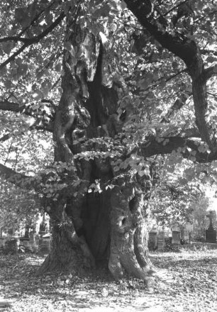Baumschutz. Alte Friedhofslinde in Collm bei Oschatz, sogenannte Gerichtslinde