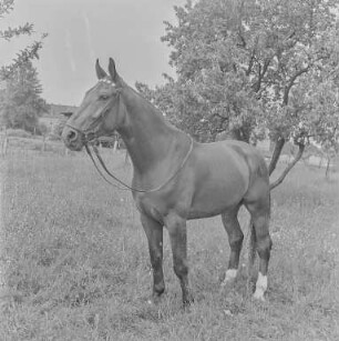 Reiter Strehla : Strehla. Pferd