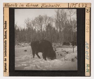 Wisent : Wisente (Bos bonasus Linnaeus) im Schnee.