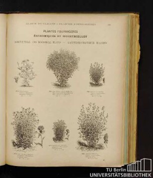 Plantes fourragéres, economiques et industrielles. - Agricultural and economical plants. - Landwirtschaftliche Pflanzen.