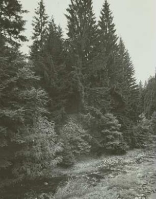 Forstwirtschaft im Erzgebirge. Zöblitz. Hängefichten