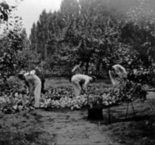 Verwundete im Lazarett bei der Gartenarbeit