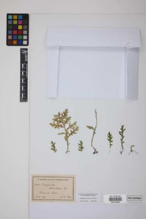 Selaginella caulescens Spring