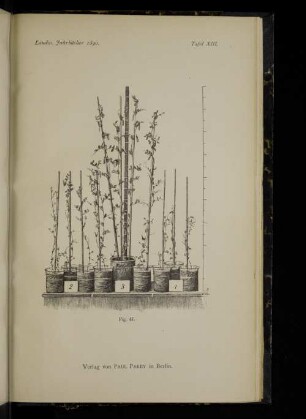 Tafel XIII. Fig. 47.