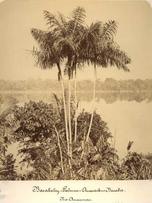 Bacabahy-Palmen (Anacarbus Bacaba). Rio Amazonas