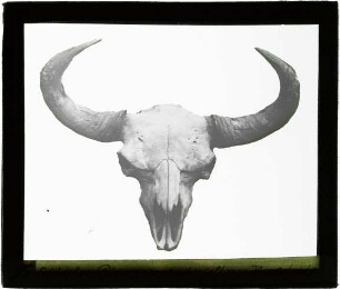 Bison priscus