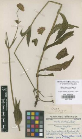 Knautia sylvatica (L.) Duby
