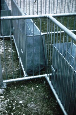 Fotografie: Mastschwein, Fütterungstechnik, Futtervorlage