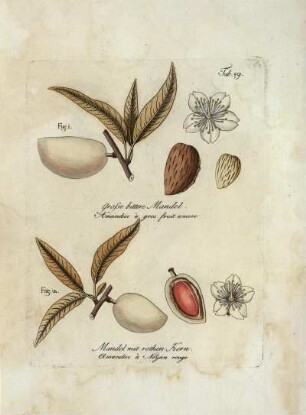 Tab. 49. Fig. 1. Grosse bittere Mandel [...] Fig. 2. Mandel mit rothen Kern [...]