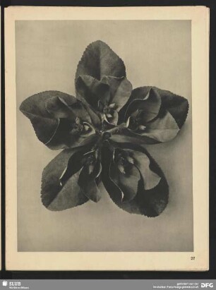 Euphorbia helioscopia - Sonnenwendige Wolfsmilch - Trugdolde (5mal vergrößert)