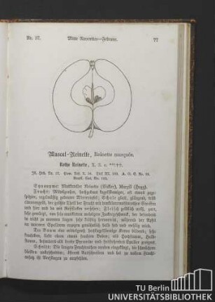 Nr. 37. Muscat-Reinette, Reinette musquée.
