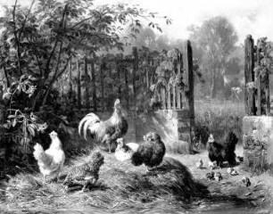 Enten und Gänse am Teich